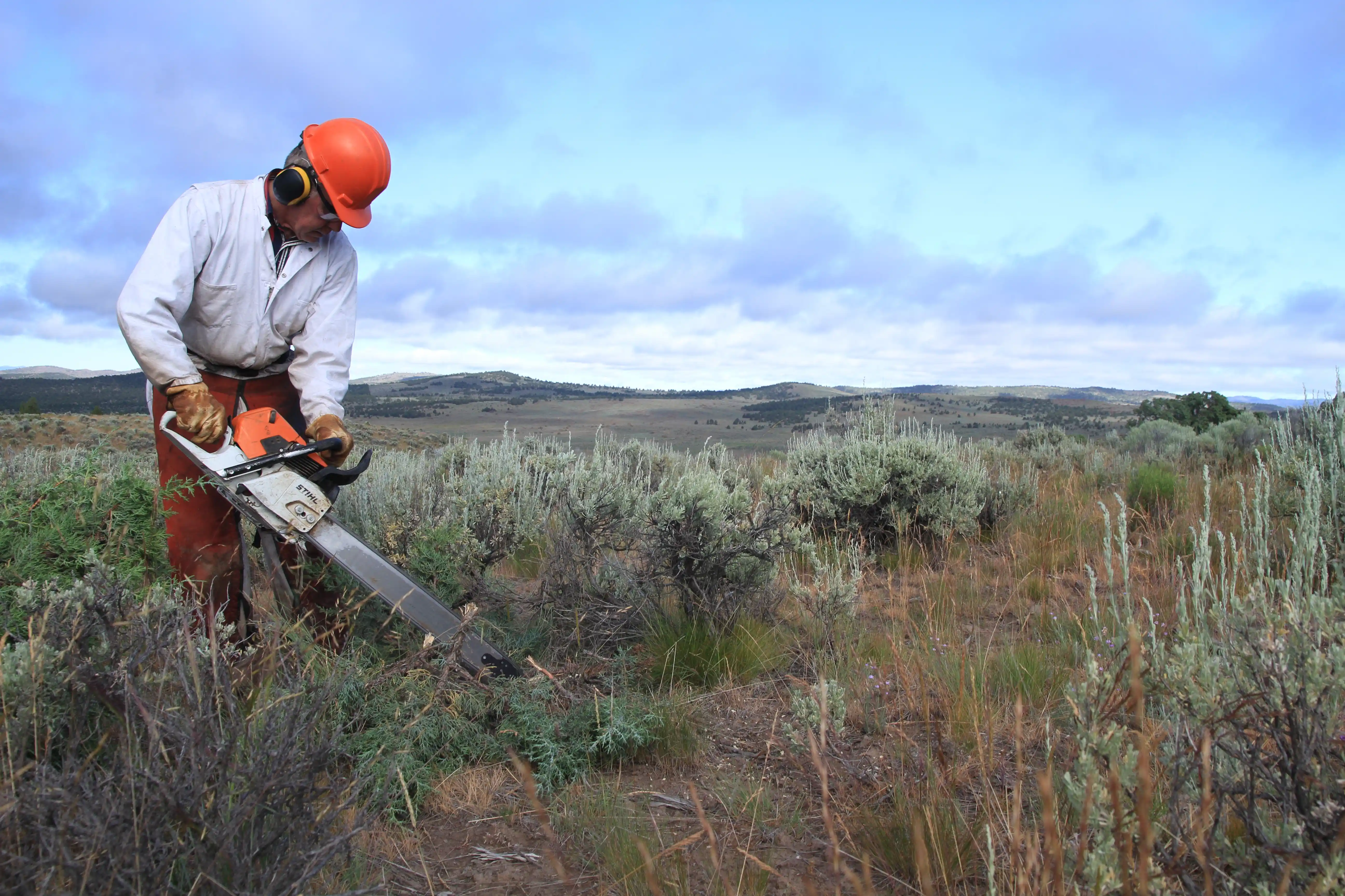 Conservation imagery 4
