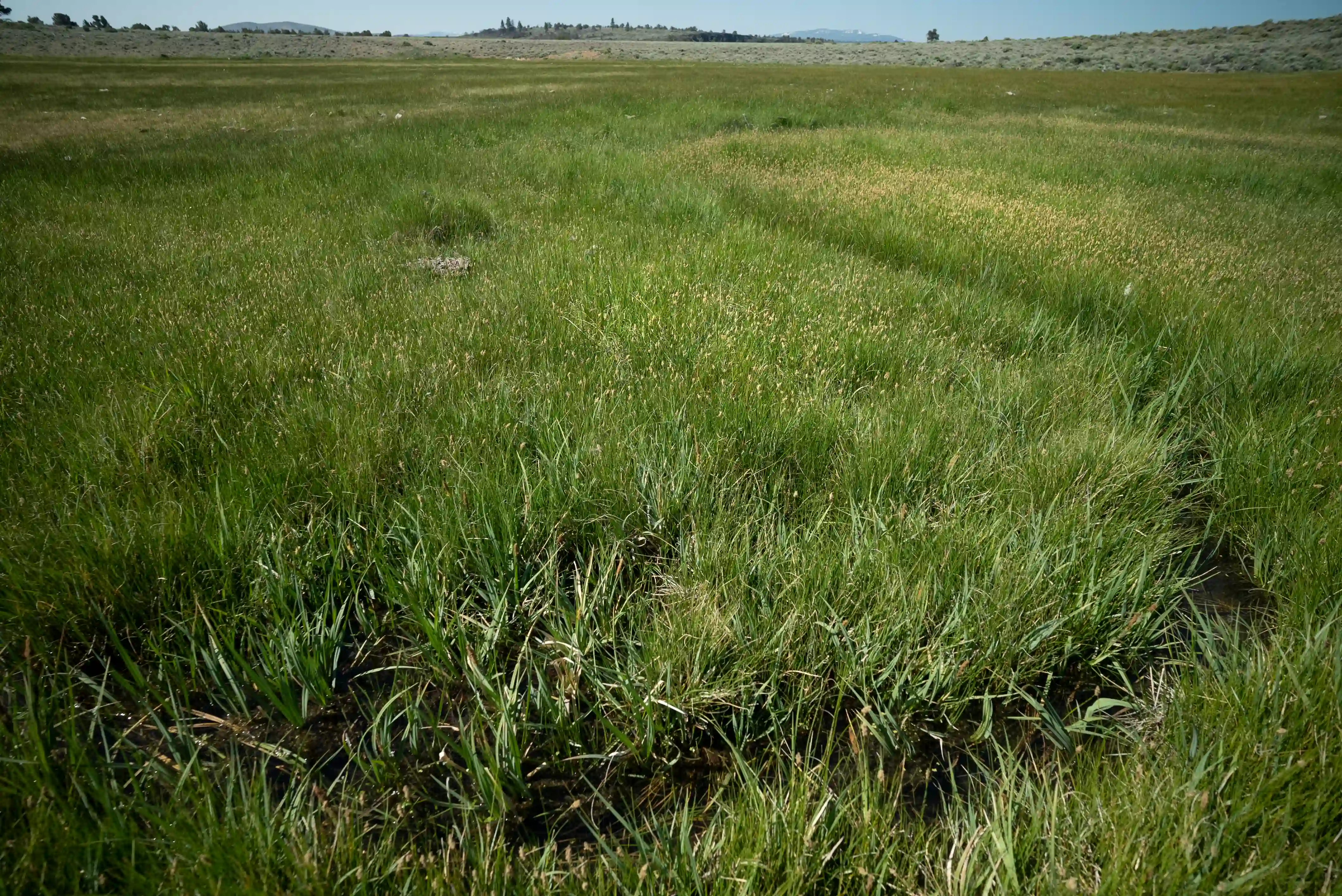 Wet meadow in sagebrush country, green grass and seasonal moisture