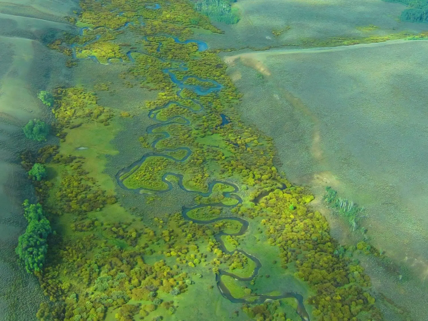 Streamside riparian corridor with trees and shrubs along flowing water