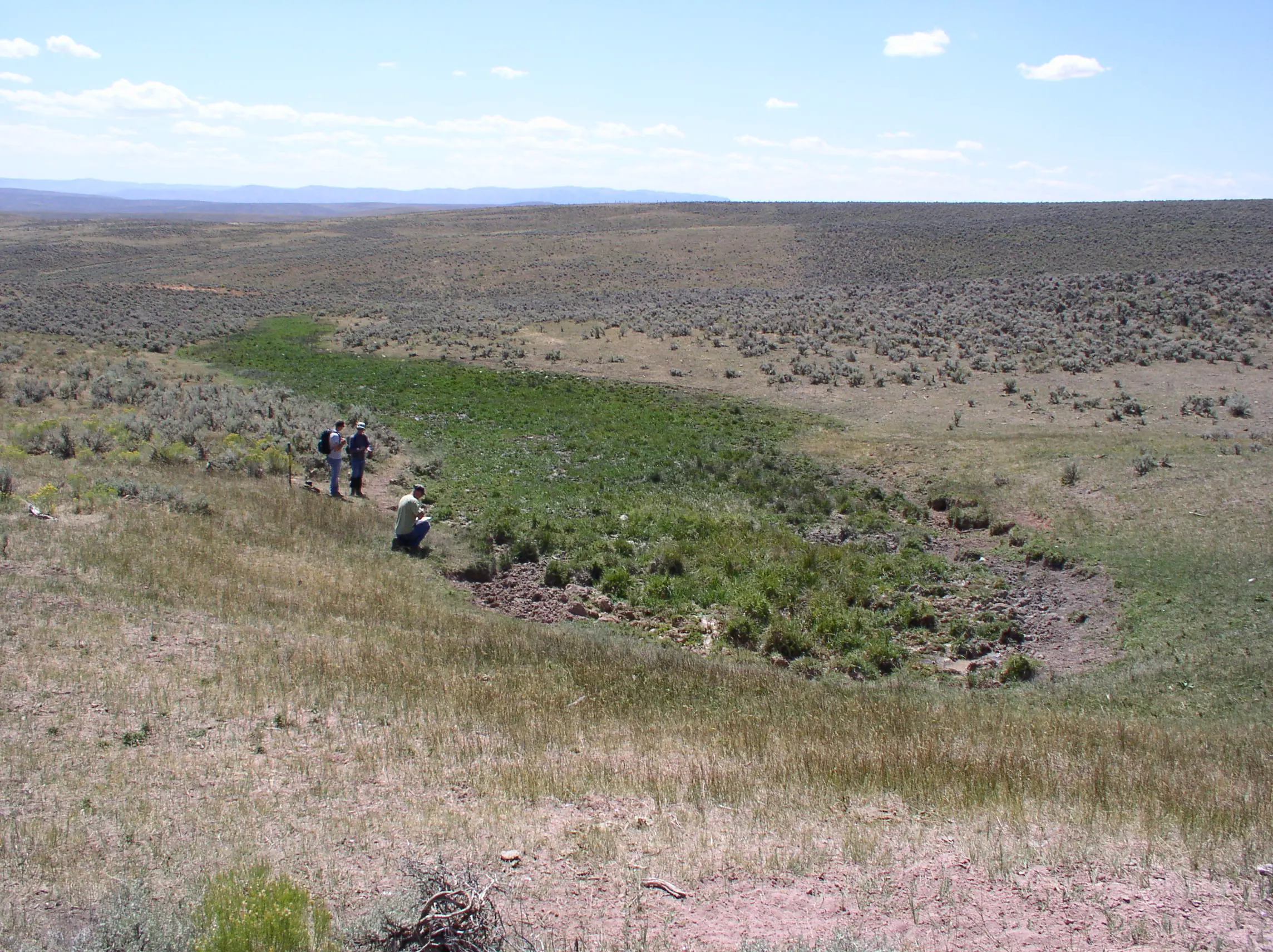 Spring or seep area where groundwater reaches the surface among sagebrush
