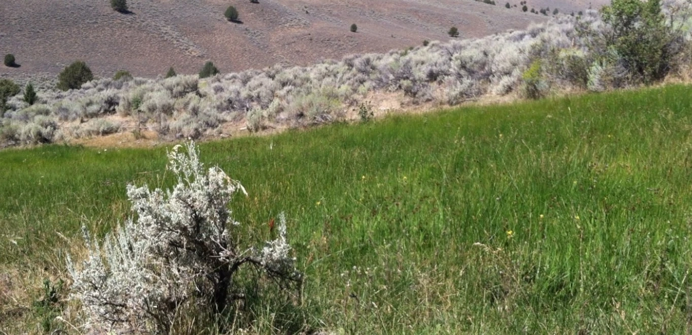 North-facing slope holding snow and moisture longer than surrounding uplands