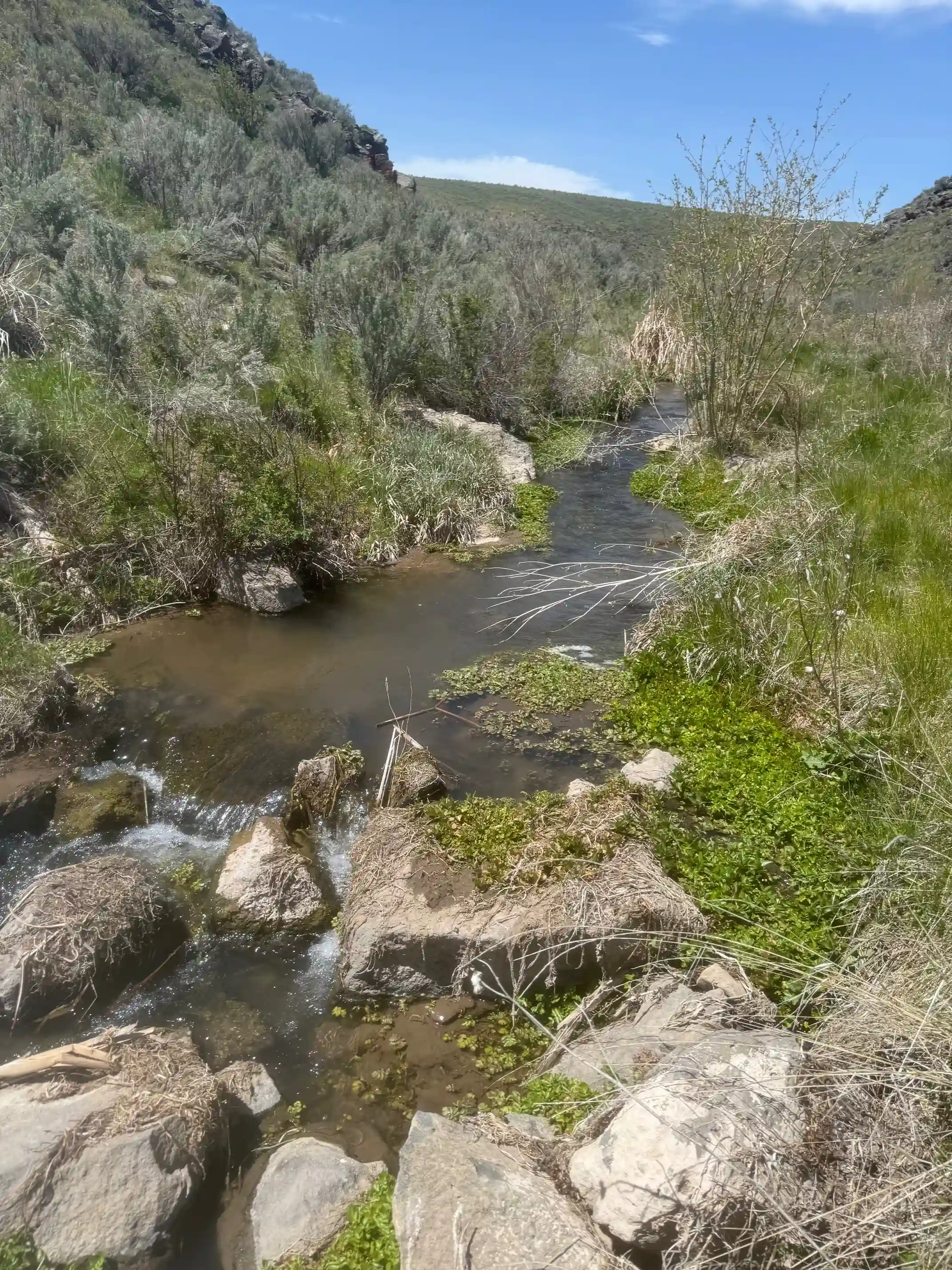 Wet swale or drainage channel with concentrated green vegetation