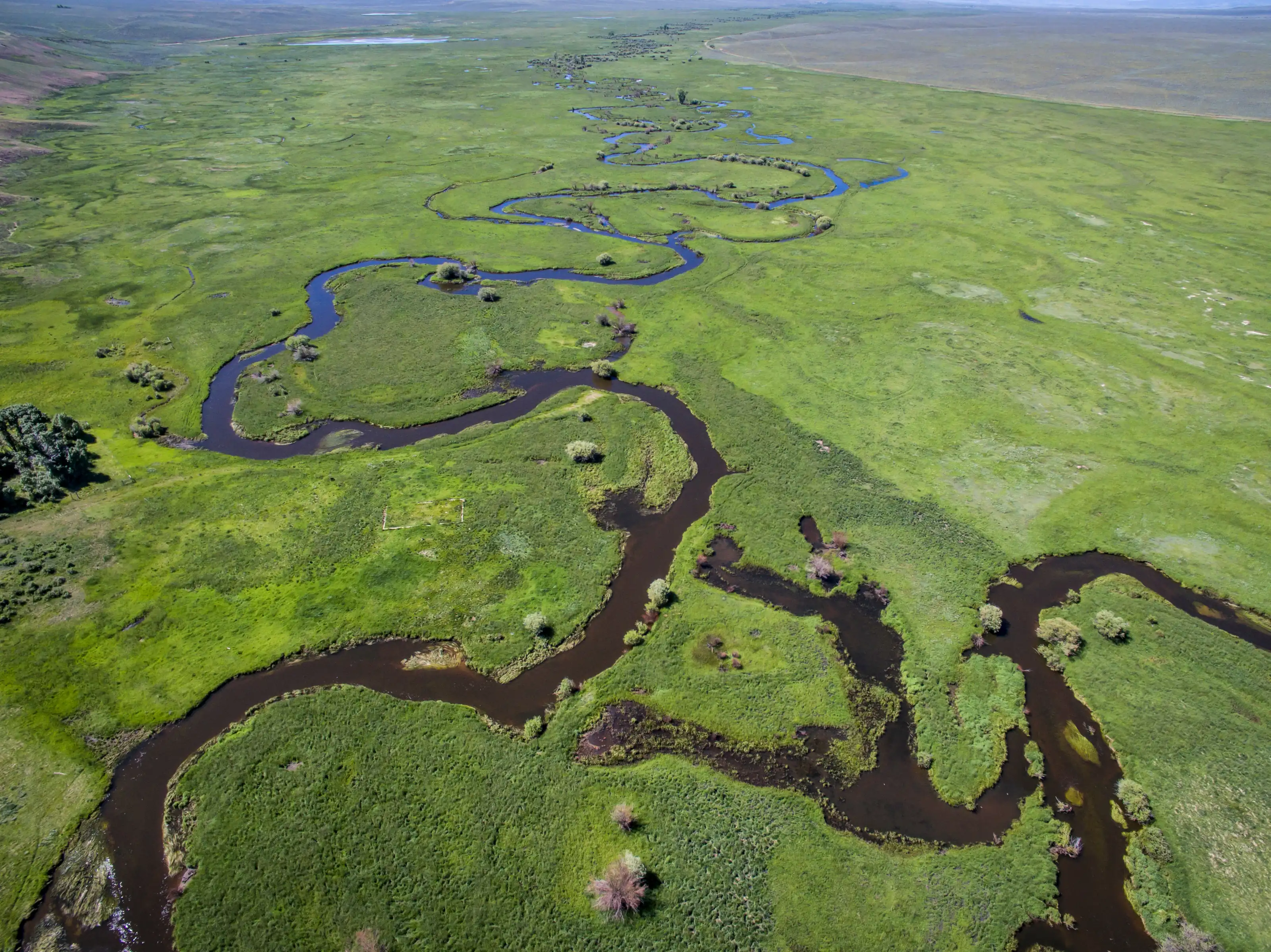 Riparian corridor winding through arid sagebrush country